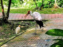 -吉隆坡雀鸟公园