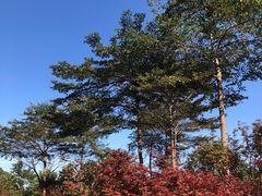 -广州市帽峰山景区