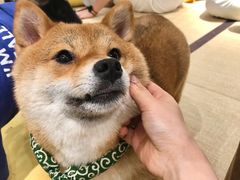 -逗柴咖啡屋·狗咖猫咖宠物桌游