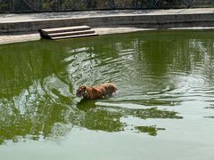 -横道河子东北虎林园