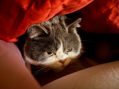 -芭比堂动物医院(广州爱宠下渡路分院)