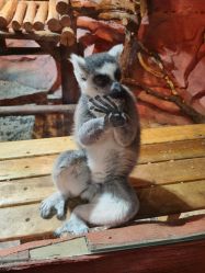 点击看大图 -Zoolung Zoolung动物主题公园(海信广场店)