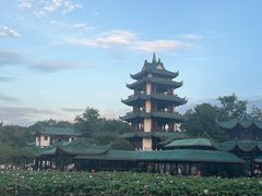 -桂湖森林公园