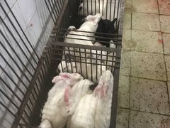 -温江公平红烧兔(总店)