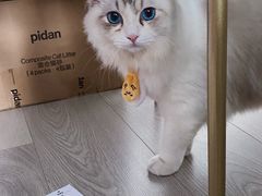 -Bastet sally猫舍购宠(静安店)