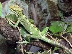 -上海大自然野生昆虫馆(东方明珠·爬宠昆虫探索中心)