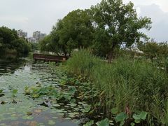 -新江湾城公园