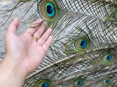 -燕塞湖鸟语林景区