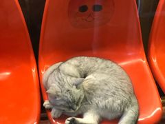 -猫咪博物馆(顶澳仔猫街店)
