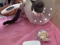 -北京观赏动物医院·24小时大型综合·猫专科·异宠专科