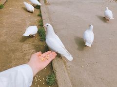 -音乐台