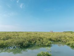 -北海金海湾红树林生态旅游区