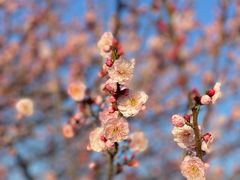 -上海辰山植物园