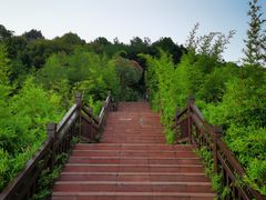 -铁山坪森林公园