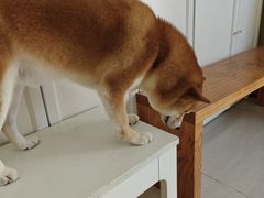 -瑞鹏宠物医院·骨科·猫科·内科(第一中心)