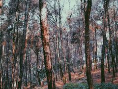 -铁山坪森林公园