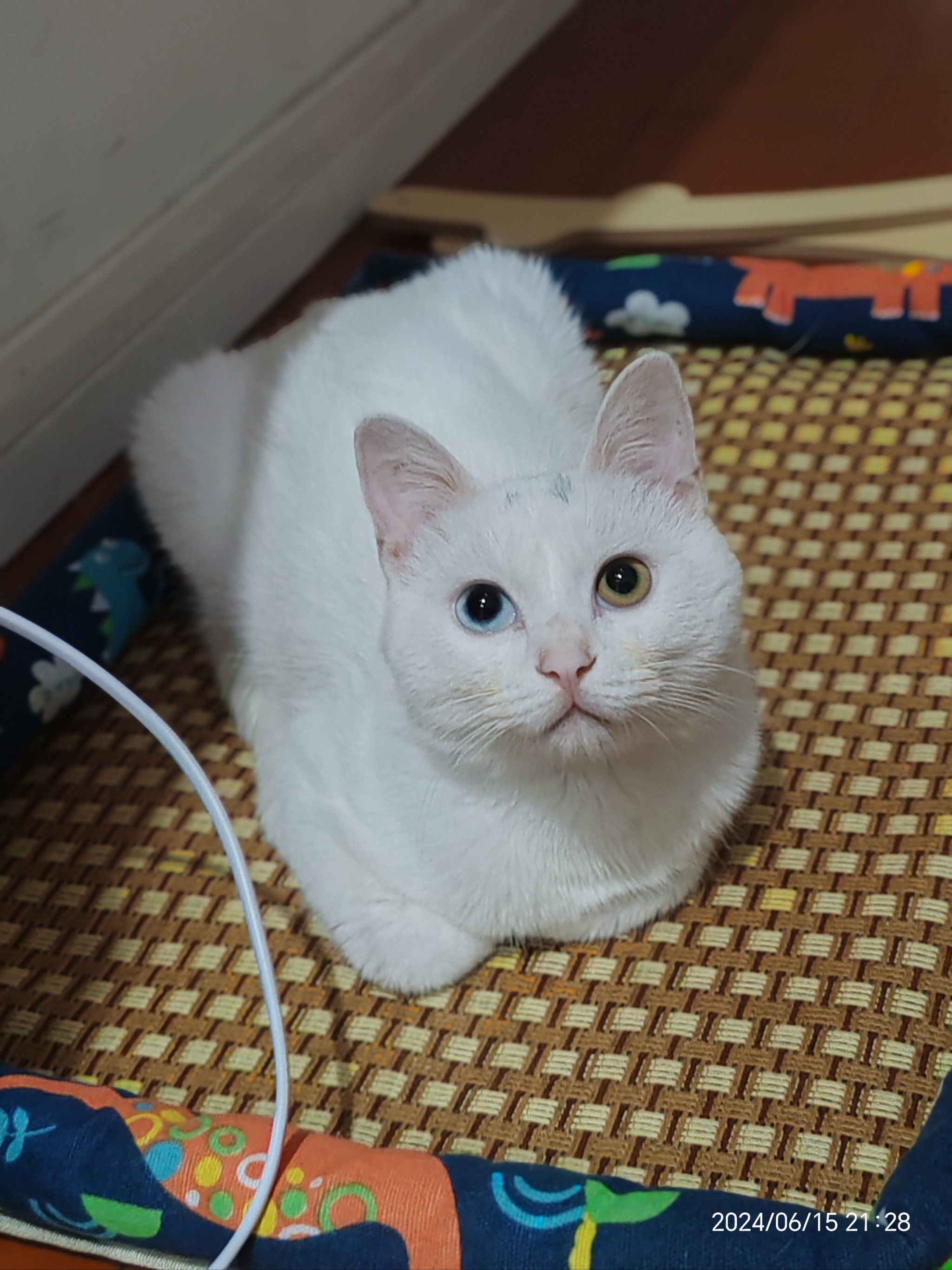 白色小猫的悠闲时光