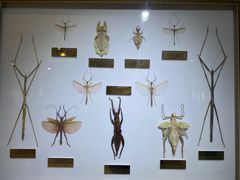 -上海昆虫博物馆