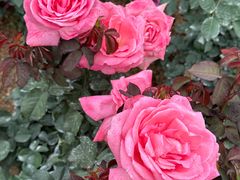 -人民公园(罗湖区)