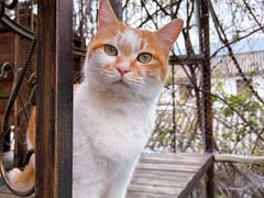 -喵屿·大理花园猫咖