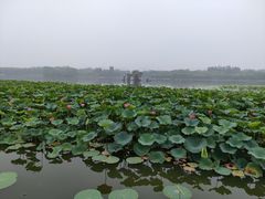 -大兴滨河森林公园