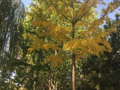 -大兴滨河森林公园