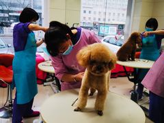 -北京观赏动物医院·24小时大型综合·猫专科·异宠专科