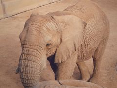 -西霞口神雕山野生动物世界