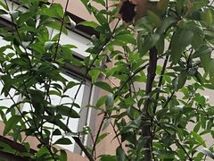 -南京市芳草园小学(凤凰校区)