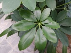 -泰山花样年华景区