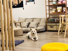 -柴迷FANS CLUB·柴犬狗咖·猫咖