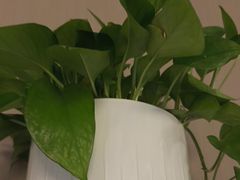 -漫·汤泉