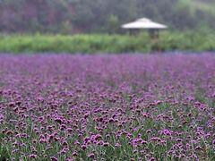 -紫海香堤香草艺术庄园