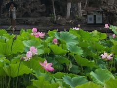 -莲湖公园