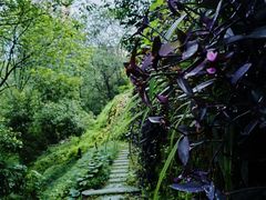 -重庆彩云湖湿地公园