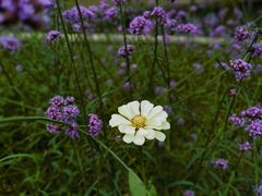 -石家庄市植物园
