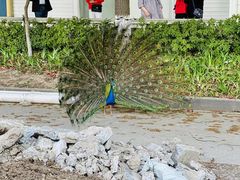 -J Create城市露营咖啡·简餐·宠物(上海动物园店)