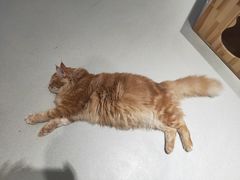 -藏猫猫咖啡主题馆(中央大道店)