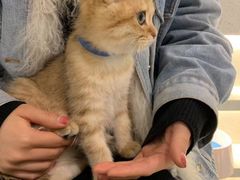 -momokira米努特·德文卷毛猫·棉花面纱犬