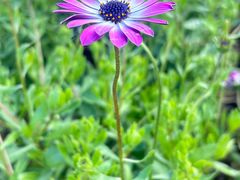 -崇圣寺三塔文化旅游区