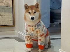 -翊宠yipet猫狗购宠庄园犬舍•猫舍