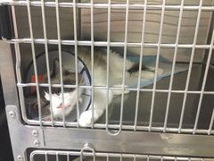 -艾贝尔宠物医院·24H转诊中心·肿瘤猫专科(江宁双龙店)