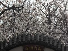 -桃花堤公园