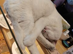 -猫的天空之城概念书店(苏州平江店)