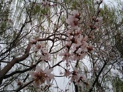 -桃花堤公园