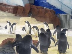 -海合安武汉极地海洋公园
