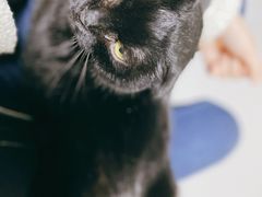 -我爱猫咪·猫咖·狗咖·安哥拉兔·羊驼咖(小寨华旗店)