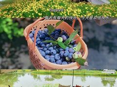 -金谷域澳洲庄园