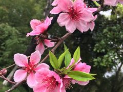 -金鸡湖桃花岛