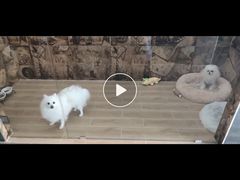 -宠物之家Pets Home 宠物寄养酒店